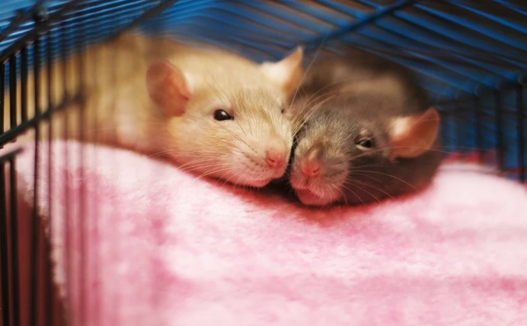 The Rat Park Experiment