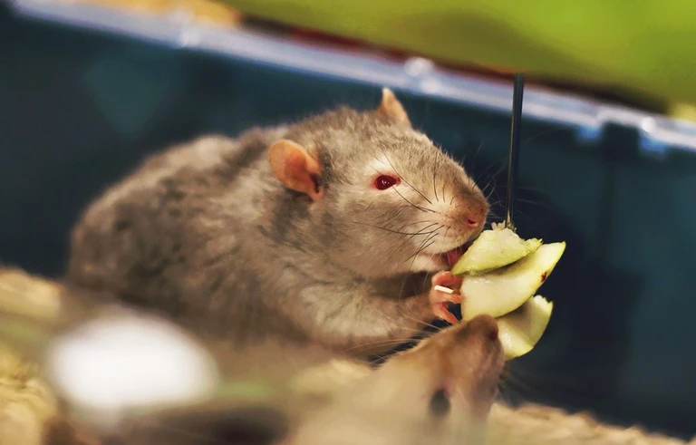 Rat Park and Herd Behavior in Rats