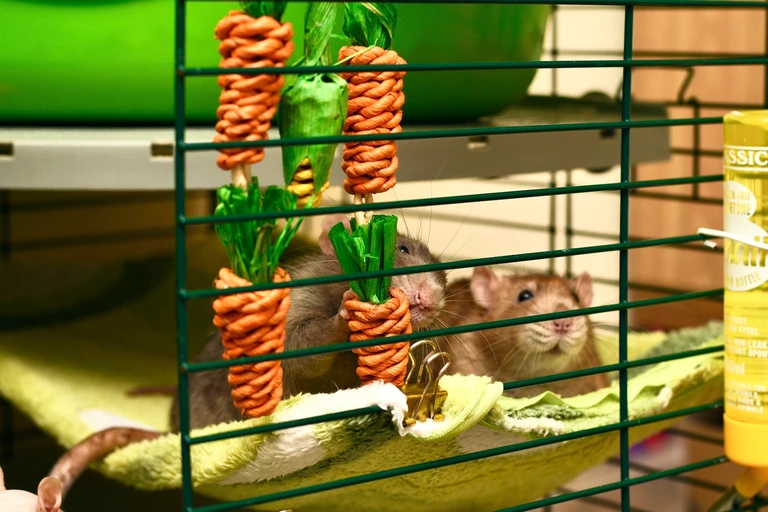 Rats are Herd Animals